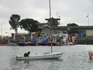 Baby Seal Seen On Boat Tour